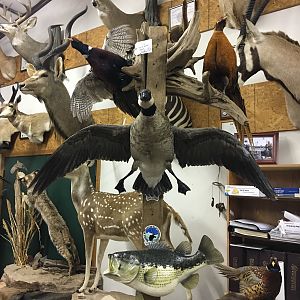 Cackling Goose Full Mount Taxidermy