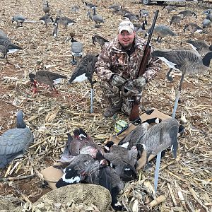 Hunting Cackling Goose