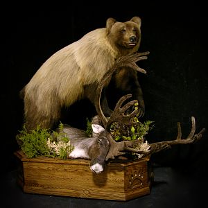 Mountain Grizzly Bear Full Mount Taxidermy