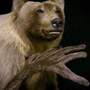 Mountain Grizzly Bear Full Mount Taxidermy