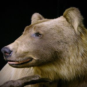 Mountain Grizzly Bear Full Mount Taxidermy