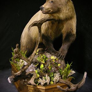 Mountain Grizzly Bear Full Mount Taxidermy