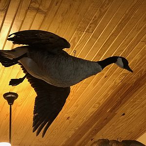 Taxidermy Cackling Goose Full Mount