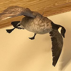 Taxidermy Cackling Goose Full Mount