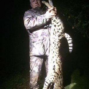 Serval Cat Hunting in South Africa