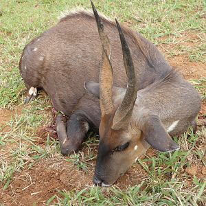 Bushbuck Hunting South Africa