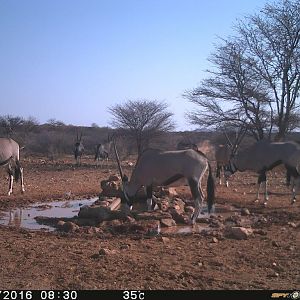 Gemsbok Trial Cam