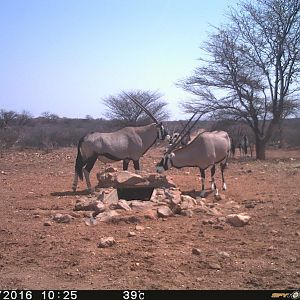 Gemsbok Trial Cam