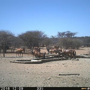 Trial Cam Red Hartebeest