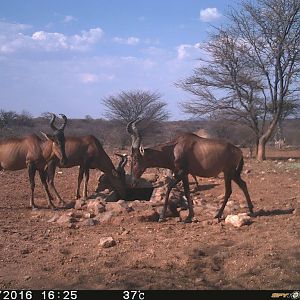 Trial Cam Red Hartebeest