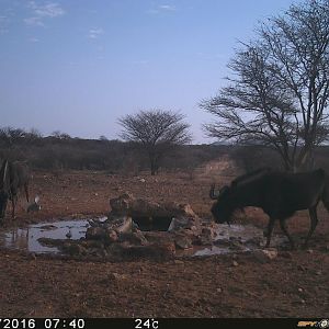 Trial Cam Black Wildebeest