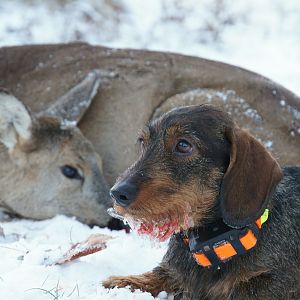 Female Roe Deer Hunt & Hunting dog