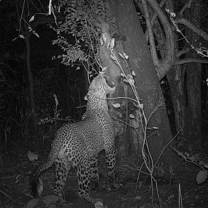 Leopard Trial Cam