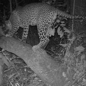 Trial Cam Leopard