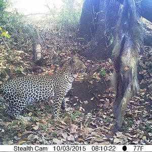 Trial Cam Leopard