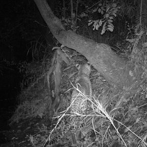 Mozambique Leopard Trial Cam