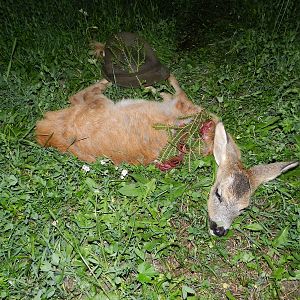 Hunting Roe Deer Slovenia