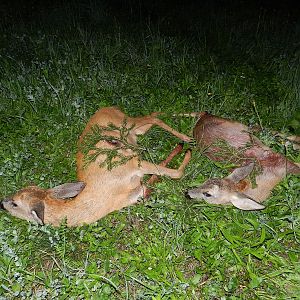 Hunting Roe Deer Slovenia