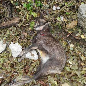 Young Chamois Slovenia Hunt