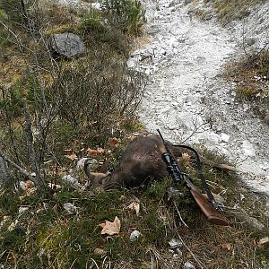 Chamois Slovenia Hunt