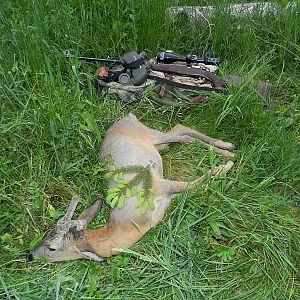 Slovenia Roe Buck Hunting