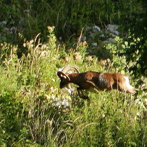 Wildlife Slovenia