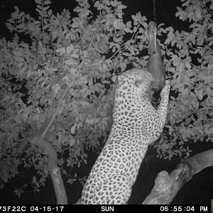 Leopard on bait Namibia