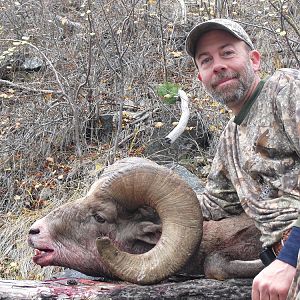 Rocky Mountain Bighorn Sheep Hunt