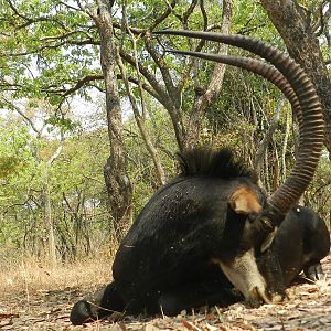 Zambia Hunt Sable Antelope