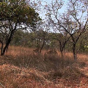 Takeri Game Reserve Zambia 2