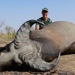 West African Savanna Buffalo Benin Hunting