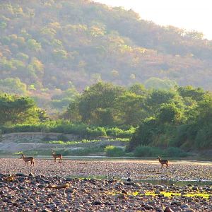 Waterbuck Zambia Wildlife