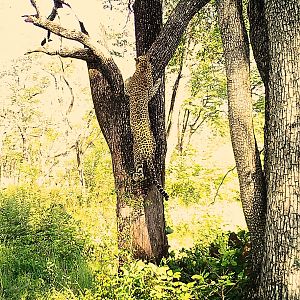 Wildlife Zambia Leopard