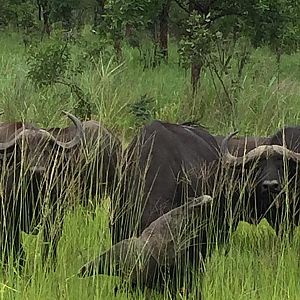 Zambia Cape Buffalo Wildlife