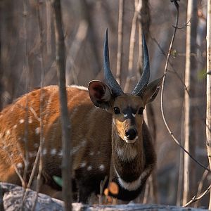 Zambia Wildlife Bushbuck