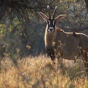 Roan Wildlife Zambia