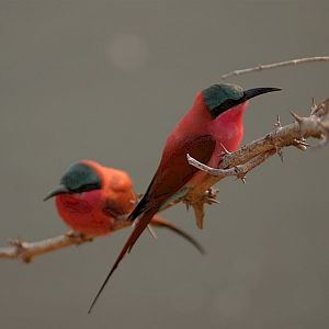 Zambia Bird Life