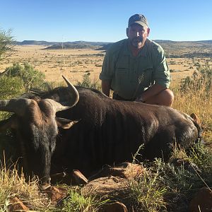 South Africa Blue Wildebeest Hunting