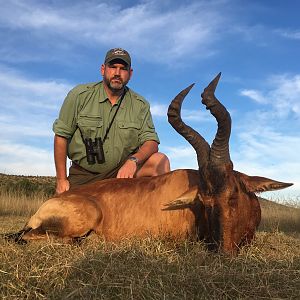 Red Hartebeest Hunt South Africa