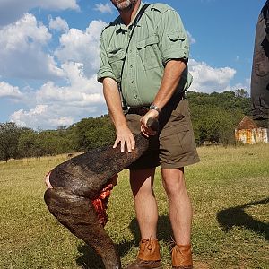 South Africa Cape Buffalo Hunt