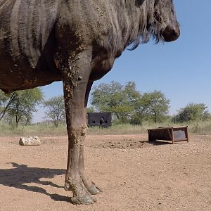 Blue Wildebeest Reverse GoPro angle bow shots