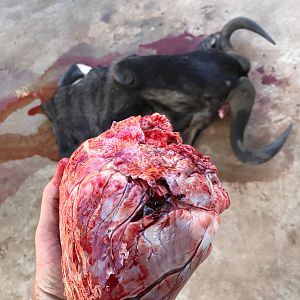 Blue Wildebeest Heart - Reverse angle bow shots