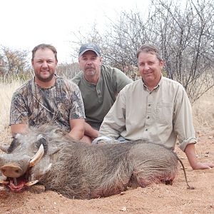 Warthog Namibia Hunting