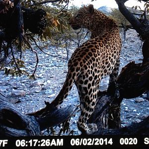 Leopard Namibia Trail Cam