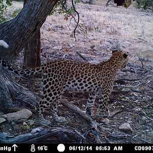 Trail Cam Leopard Nambia