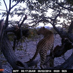 Leopard Nambia Trail Cam