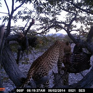 Trail Cam Nambia Leopard