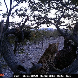 Nambia Trail Cam Leopard