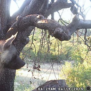 Trail Cam Nambia Leopard