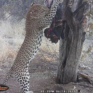 Nambia Trail Cam Leopard